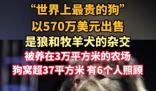 “世界上最貴的狗”賣出570萬美元 背后真相實在讓人驚愕