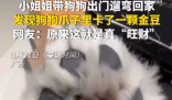 女子遛狗 狗爪夾回一塊3克重金豆 這也太讓人羨慕了