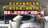 車主釣到巨型大魚綁車尾炫耀 成為了當地人們茶余飯后的談資