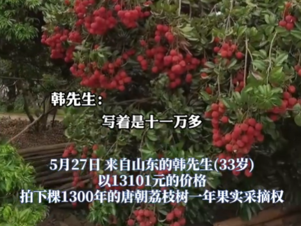 90后小伙拍下1300年荔枝樹采摘權 究竟是怎么回事？