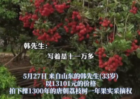 90后小伙拍下1300年荔枝樹采摘權(quán) 究竟是怎么回事？