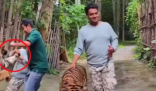 印度男子泰國景區(qū)摸老虎屁股遭撲咬 畫面曝光簡直太嚇人了
