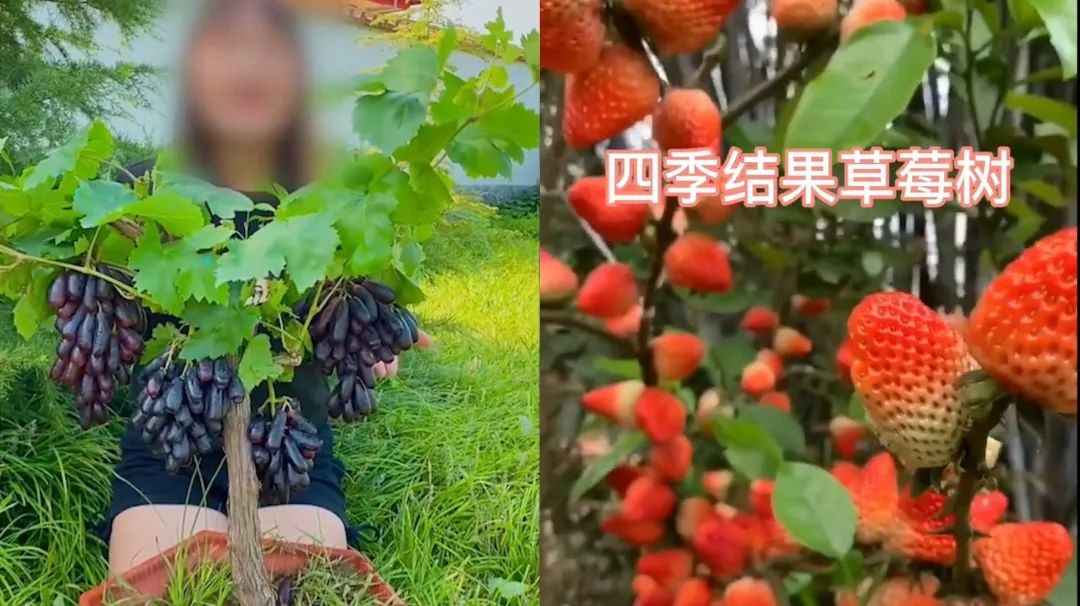 山竹在土里、草莓在樹上……直播帶貨能有多魔幻？！