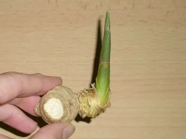 發芽＝不能吃？還真不一定