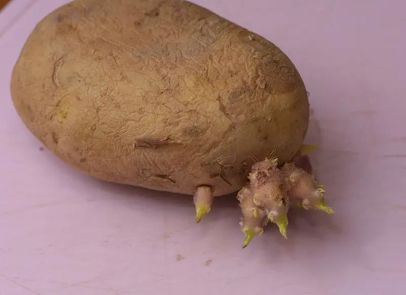 發芽＝不能吃？還真不一定