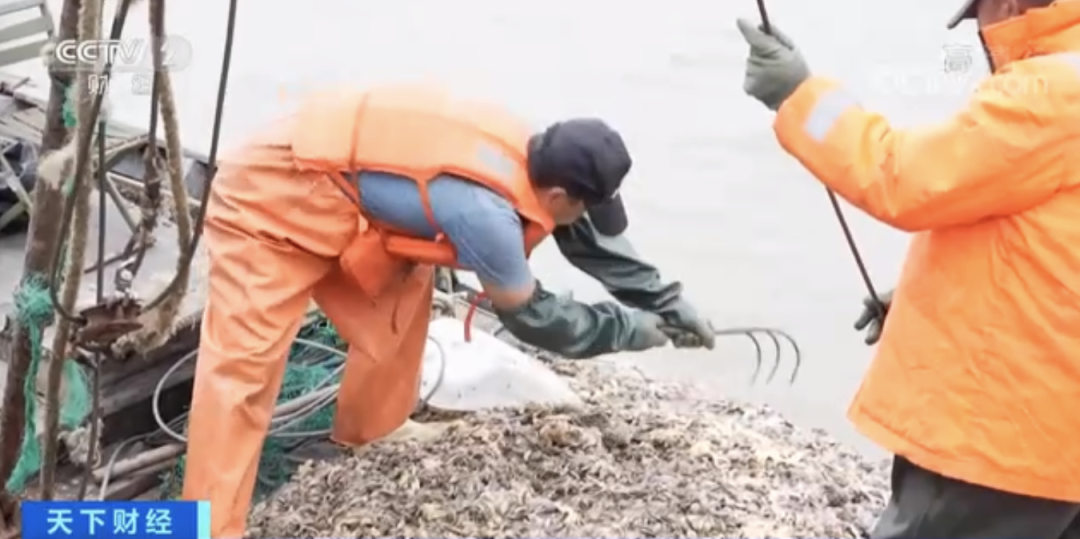 “海底蝗蟲(chóng)”大規(guī)模入侵青島膠州灣，蛤蜊海蠣子遭災(zāi)！網(wǎng)友：吃光它......靠譜？