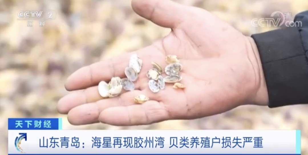 “海底蝗蟲(chóng)”大規(guī)模入侵青島膠州灣，蛤蜊海蠣子遭災(zāi)！網(wǎng)友：吃光它......靠譜？