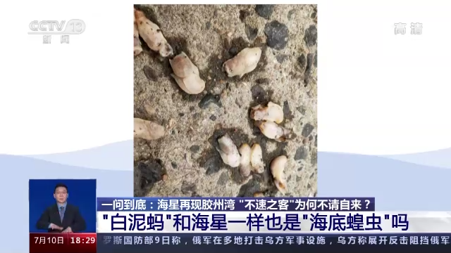 “海底蝗蟲(chóng)”大規(guī)模入侵青島膠州灣，蛤蜊海蠣子遭災(zāi)！網(wǎng)友：吃光它......靠譜？