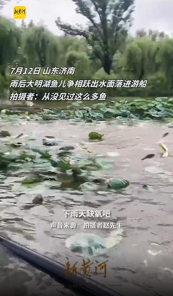 高溫缺氧？受到驚嚇？大明湖群魚“跳水” 權(quán)威解答來了！