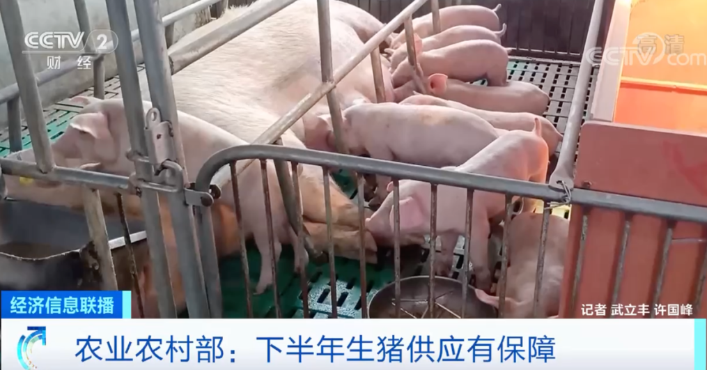 關乎生豬供應！官方發話