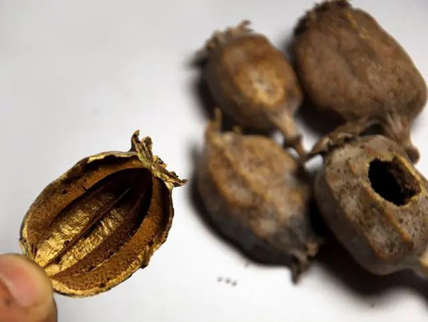 蒸面里添加罌粟殼？罰！誤食后應怎樣做？會影響個人發展嗎？