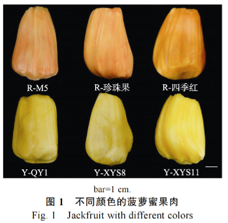 菠蘿蜜沒什么營養？